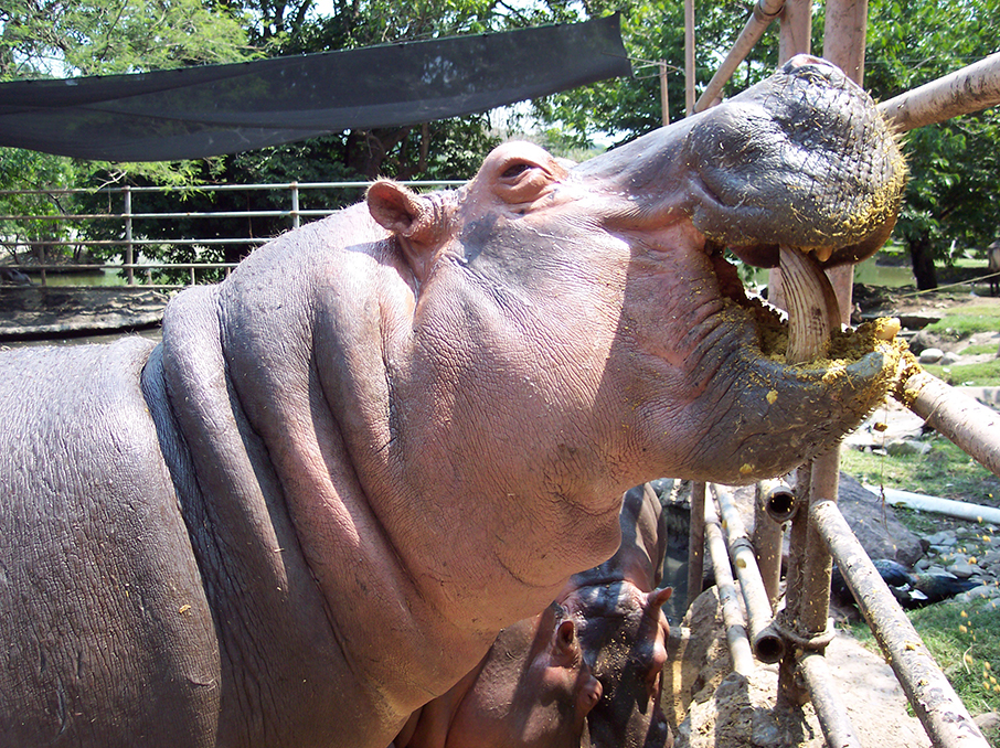 Hipopótamo en el zoológico Zoofari