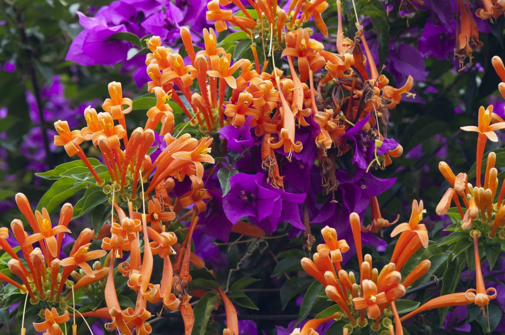 Flores de Morelos