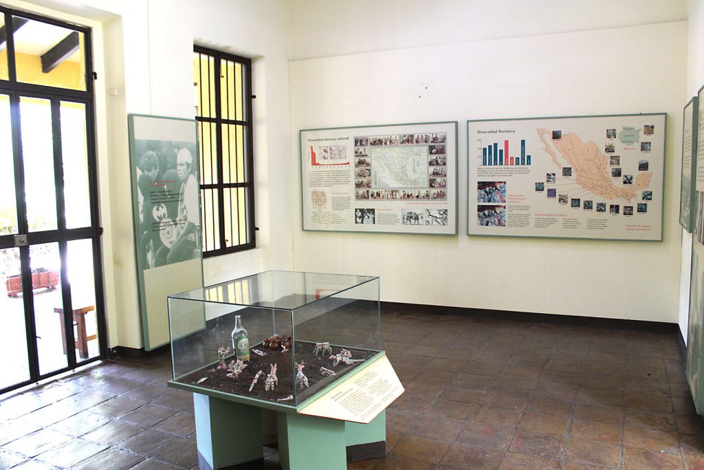Museo Etnobotánico