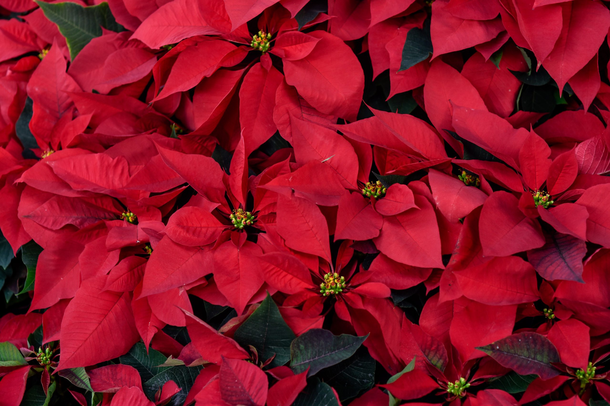 Cuetlaxóchitl la flor de nochebuena originaria de Morelos - Explora Morelos